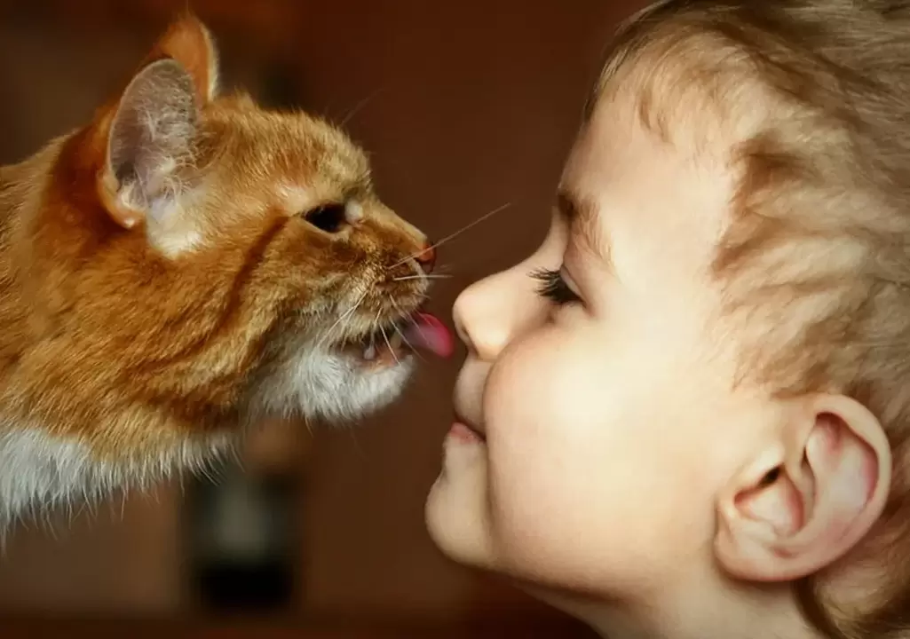 un ragazzo bacia un gatto e viene infettato dai vermi